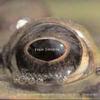 Ziporyn - Frogs Eye